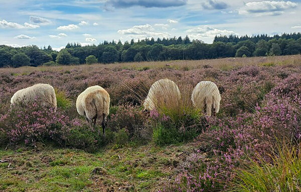 Domy wakacyjne - Oosterwolde , Holandia - HFR386 910