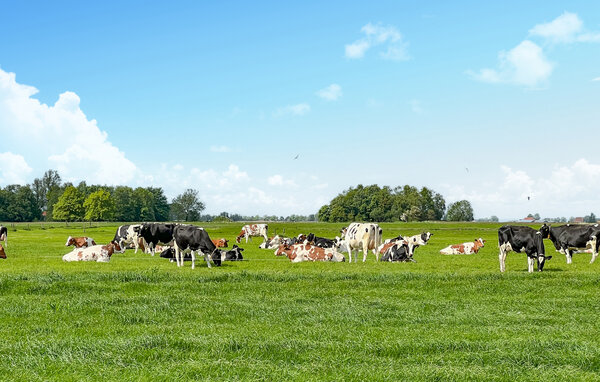 Ferienhaus - Lemmer , Holland - HFR466 903