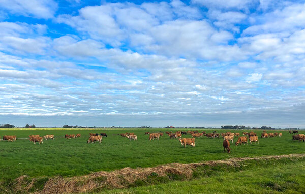 Feriehus - Workum , Holland - HFR501 901