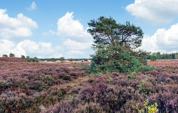 Holiday Home - Voorthuizen , Holland - HGE314 8