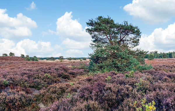 Vakantiehuis - Voorthuizen , Nederland - HGE408 8
