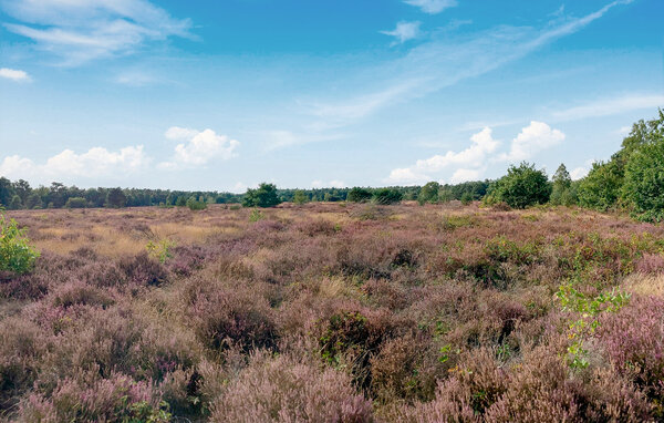 Domy wakacyjne - Voorthuizen , Holandia - HGE994 905