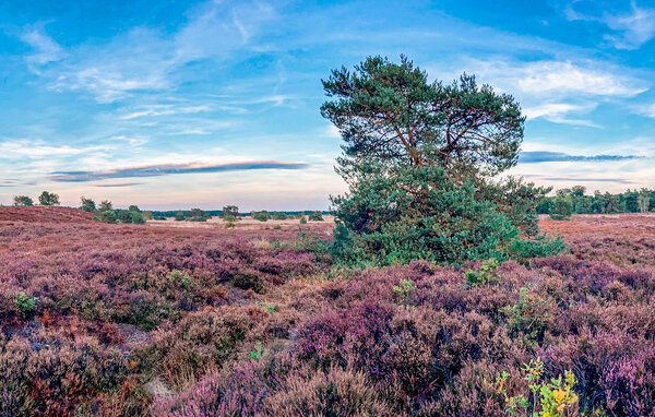 Domy wakacyjne - Voorthuizen , Holandia - HGE994 906