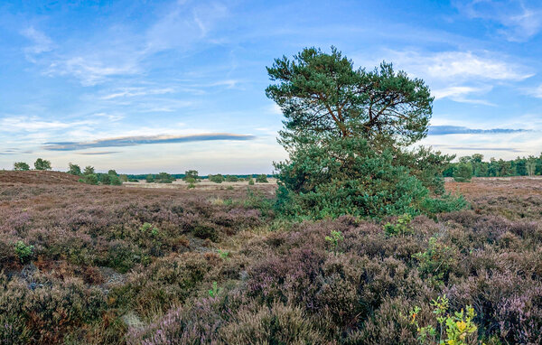 Domy wakacyjne - Voorthuizen , Holandia - HGE995 906
