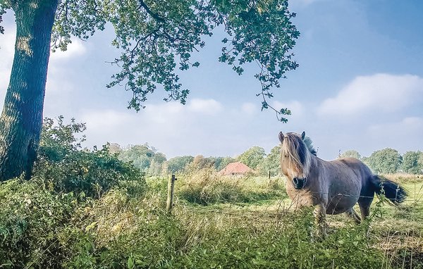 Domy wakacyjne - Vlagtwedde , Holandia - HGR025 909