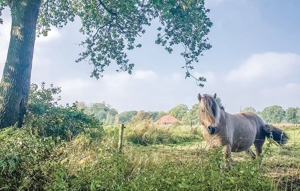 Domy wakacyjne - Vlagtwedde , Holandia - HGR028 910