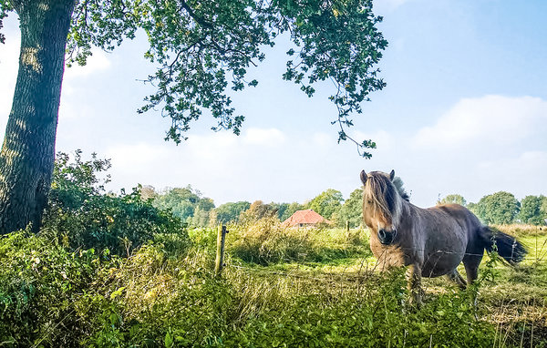 Domy wakacyjne - Vlagtwedde , Holandia - HGR045 904