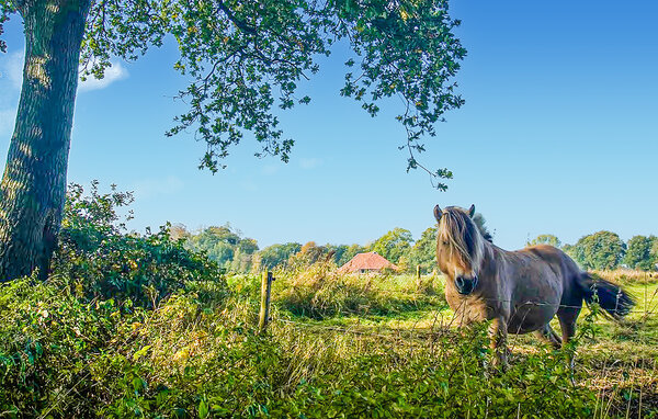 Holiday Home - Vlagtwedde , Holland - HGR114 906