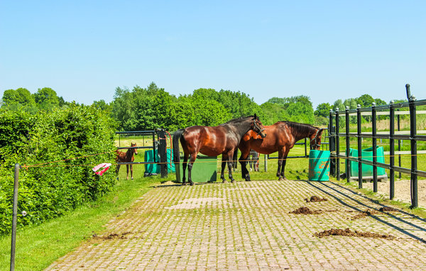 Ferienhaus - Udenhout , Holland - HNB086 903