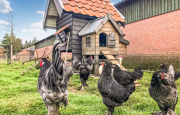 Holiday Home - Loon op Zand , Holland - HNB090 8