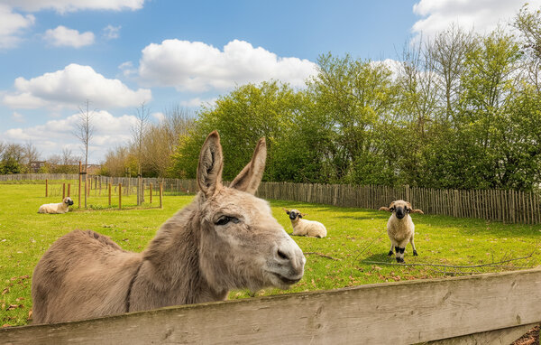 Ferienhaus - Volkel , Holland - HNB096 101