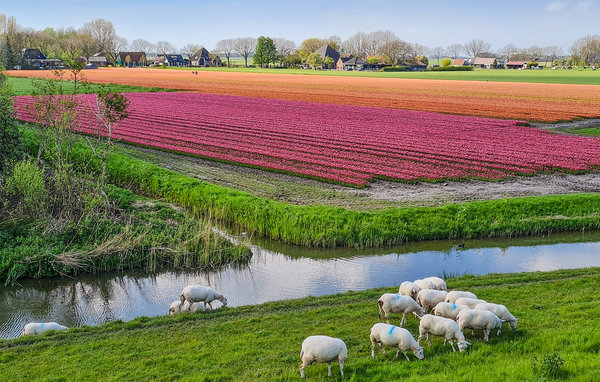 Holiday Home - Wijdenes , Holland - HNH337 7
