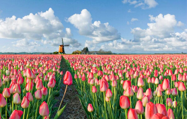 Feriehus - Schagen , Nederland - HNH634 901