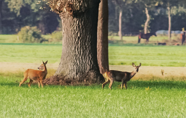 Feriehus - Marienberg , Nederland - HOV220 903