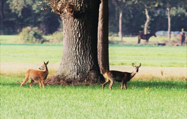 Ferienhaus - Ommen , Holland - HOV402 914