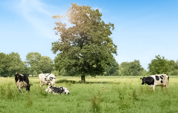 Feriehuse - Ijhorst , Holland - HOV426 902