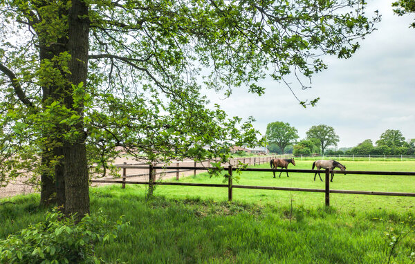 Holiday Home - Hellendoorn , Holland - HOV730 906