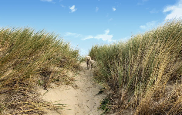 Ferienhaus - Scharendijke , Holland - HZE275 904