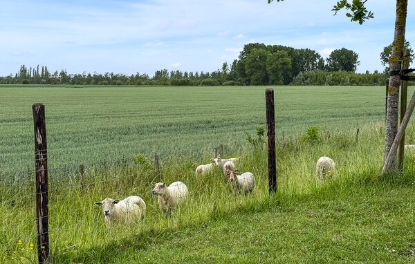 Vakantiehuis - Sint Kruis , Nederland - HZE930 902