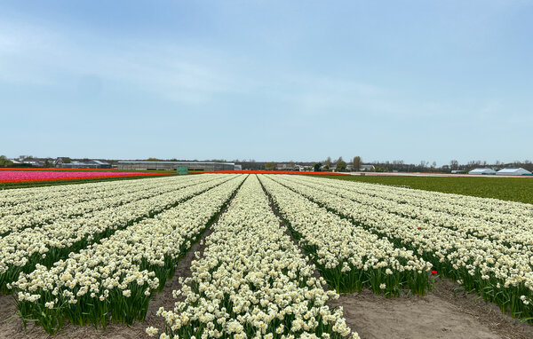 Appartement - Noordwijk , Nederland - HZH177 901