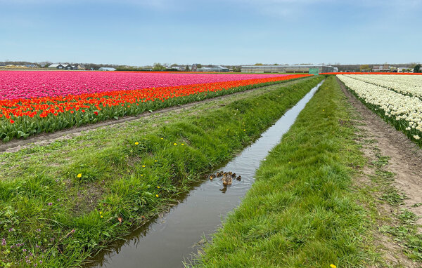 Appartement - Noordwijk , Nederland - HZH177 902