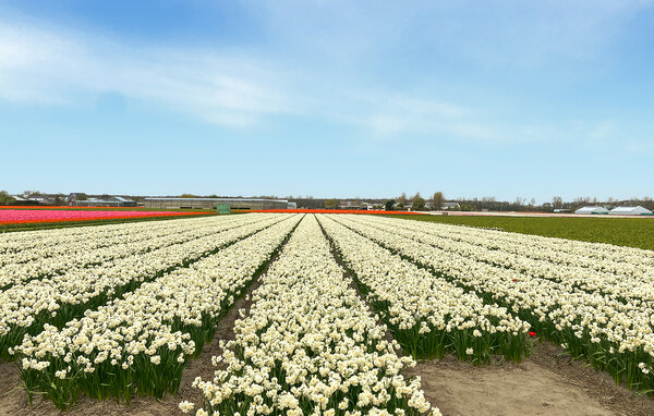 Ferienhaus - Noordwijk aan Zee , Holland - HZH277 902