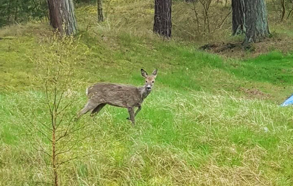 Ferienwohnung - Dueodde , Dänemark - I51216 905