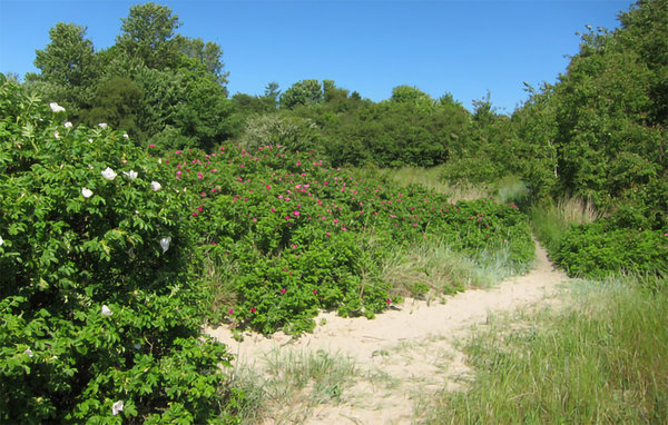 Location de vacances - Hasle , Danemark - I61328 907