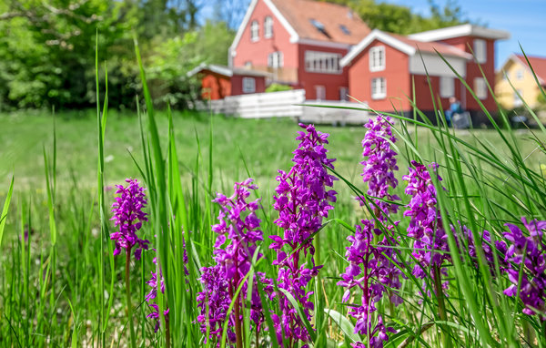Ferienwohnung - Gudhjem , Dänemark - I66082 104