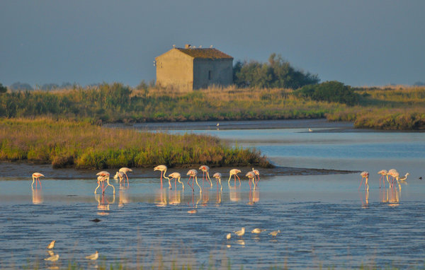 Ferienwohnung - Lido delle Nazioni , Italien - IEK363 905