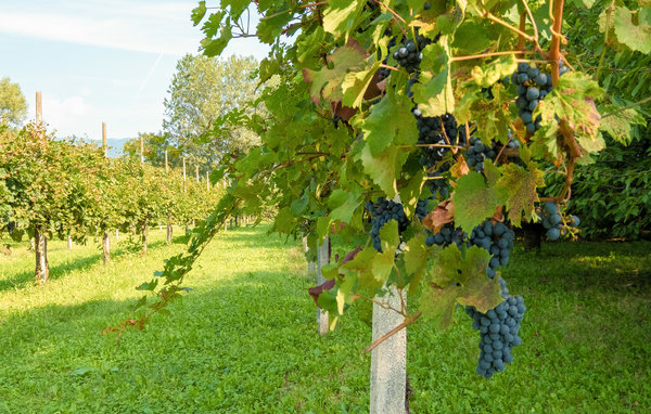 Domy wakacyjne - Cividale del Friuli , Wlochy - IFC169 903