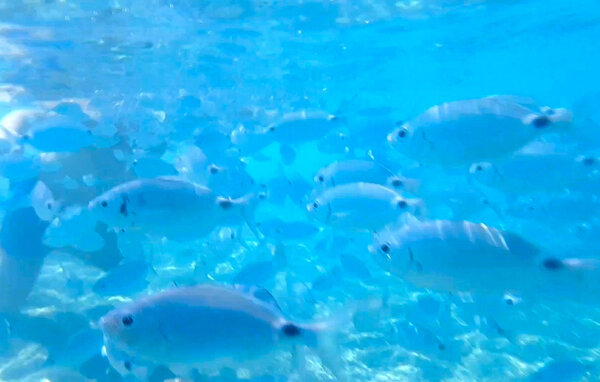 Appartamento - Tropea , Italia - IKB005 903