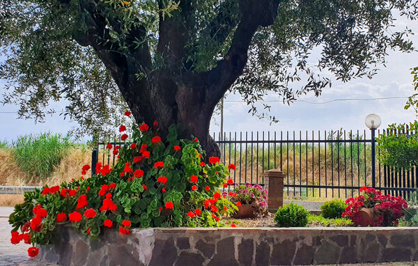 Appartamento - Casal Velino , Italia - IKC680 105