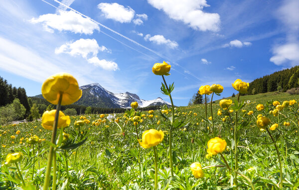 Apartment - Sondrio - Lanzada , Italy - ILM099 903