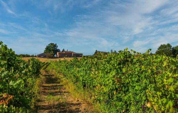 Semesterhus - Monferrato - Quargnento , Italien - IPL029 903