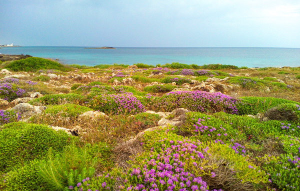 Ferienhaus - Salento/Torre Vado , Italien - ISA530 903