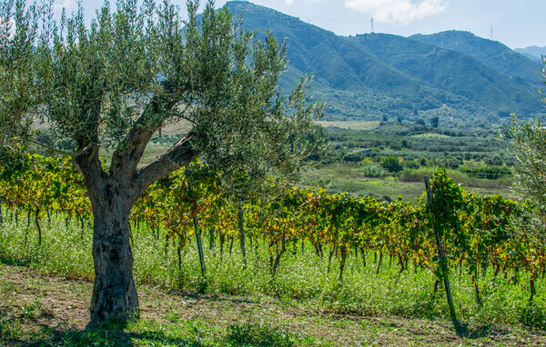 Feriehus - Rodi Milici , Italia - ISP490 9