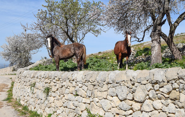 Feriehus - Ragusa , Italia - ISR575 903