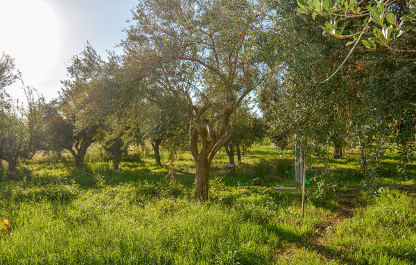 Appartement - Marina di Ragusa , Italië - ISR933 8