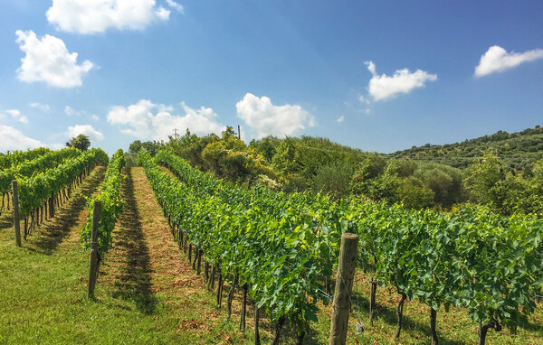 Ferienwohnung - Cinigiano , Italien - ITG040 901