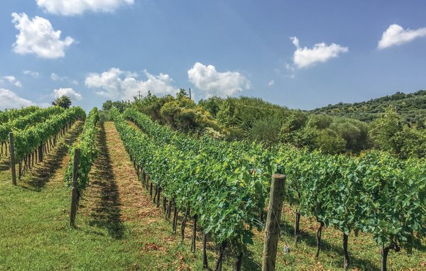 Domy wakacyjne - Campagnatico , Wlochy - ITG291 902