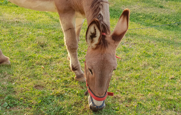 Domy wakacyjne - Pomarance , Wlochy - ITN003 801