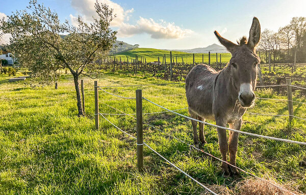 Domy wakacyjne - Pomarance , Wlochy - ITN003 802