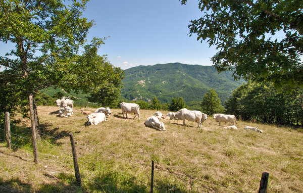 Ferienhaus - Sestino , Italien - ITR069 802