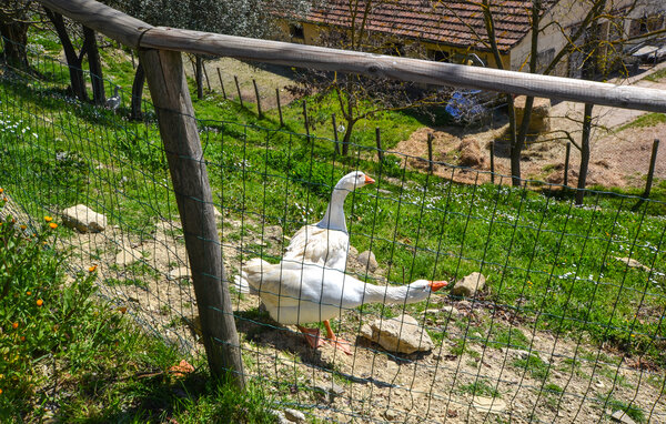 Semesterhus - Monterchi , Italien - ITR078 802