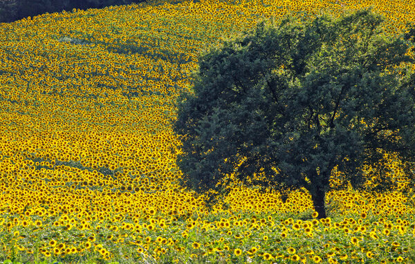 Semesterlägenhet - Montevarchi , Italien - ITR107 7