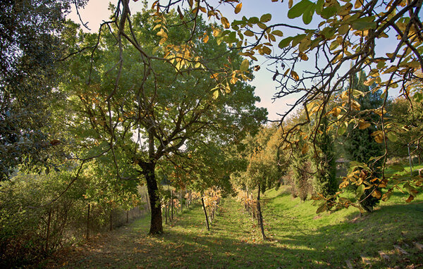 Ferienwohnung - Casole D'Elsa , Italien - ITS703 803