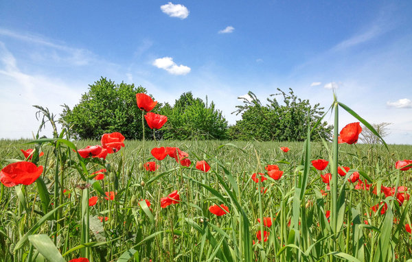 Holiday Home - Larciano , Italy - ITT332 905