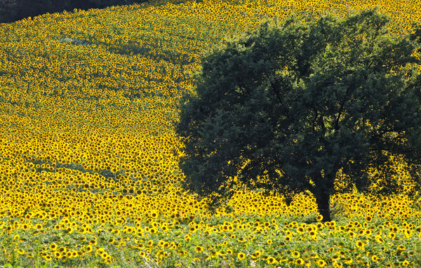 Holiday Home - San Giustino (PG) , Italy - IUN026 8