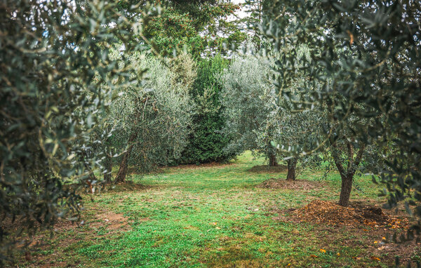 Holiday Home - Orvieto , Italy - IUO024 101